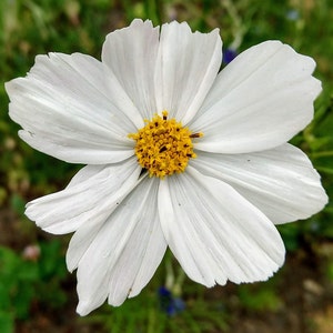 May include: A single white cosmos flower with a yellow center. The flower has delicate petals and is in full bloom.