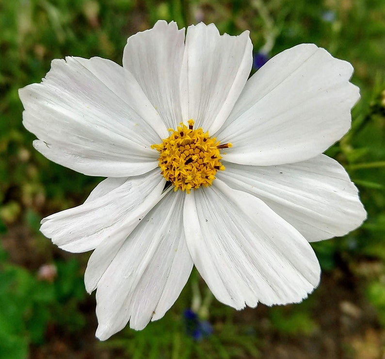 May include: A single white cosmos flower with a yellow center. The flower has delicate petals and is in full bloom.
