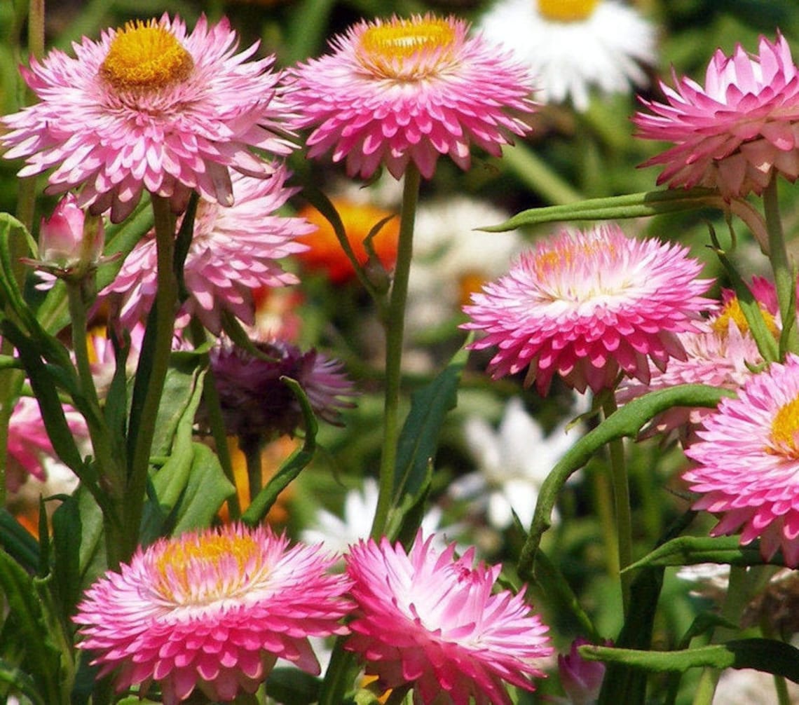 Powder Puff Mix China/Chinese Aster Callistephus chinesis Etsy