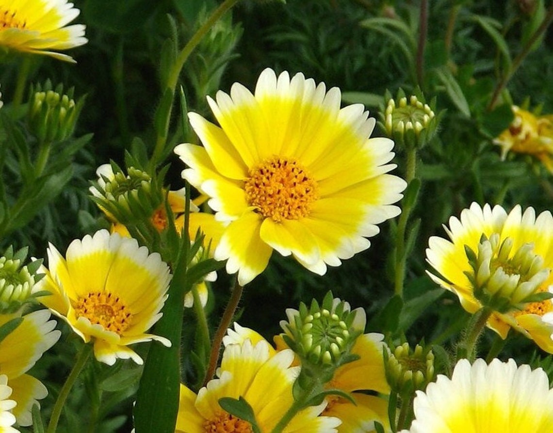 Tidy Tips Tidy Tips, Layia Platyglossa, Coastal Tidytips Flower 100+ Seeds - Etsy