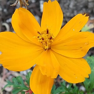May include: A single yellow cosmos flower with a bright yellow center. The flower has multiple petals and is in full bloom.