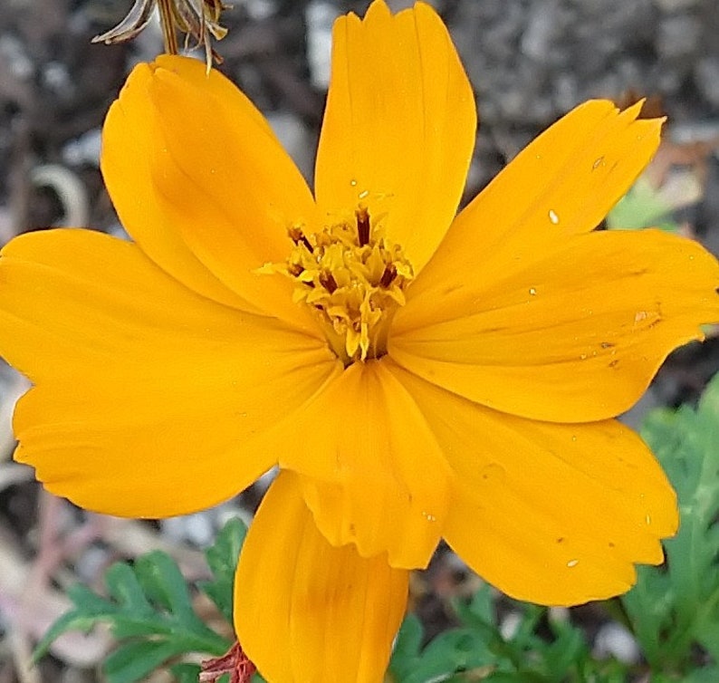 May include: A single yellow cosmos flower with a bright yellow center. The flower has multiple petals and is in full bloom.