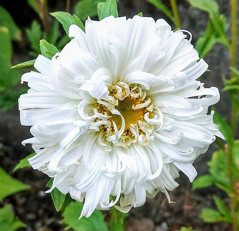 Powder Puff Mix China/chinese Aster, Callistephus Chinesis, Flower Seeds 100 Seeds Etsy
