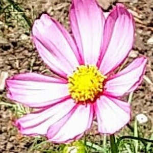 May include: A pink and white cosmos flower with a yellow center. The flower is in bloom and has five petals.