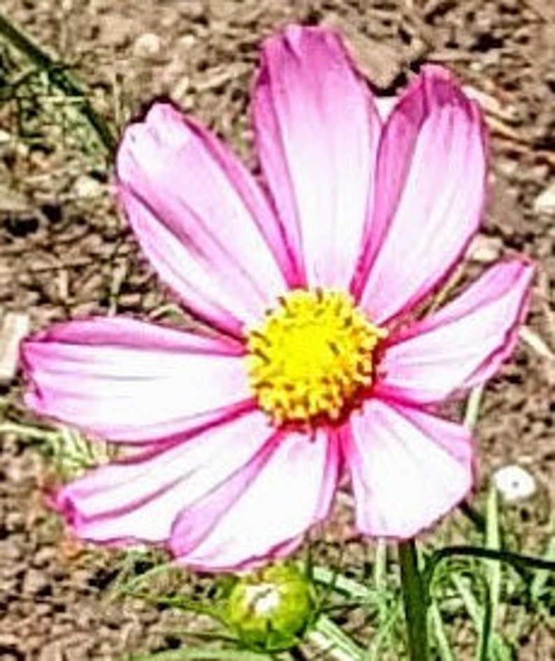 May include: A pink and white cosmos flower with a yellow center. The flower is in bloom and has five petals.