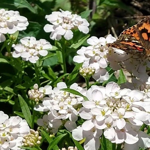 Candytuft and butterfly