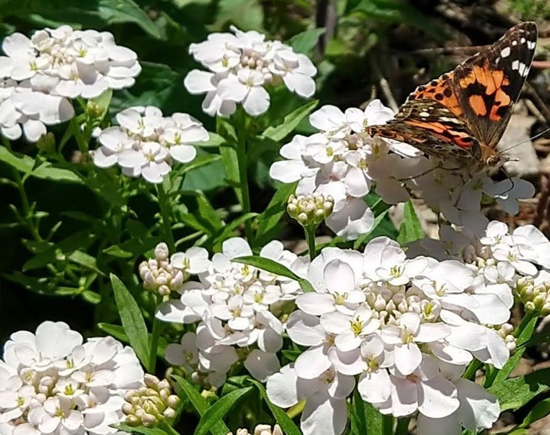 Candytuft and butterfly