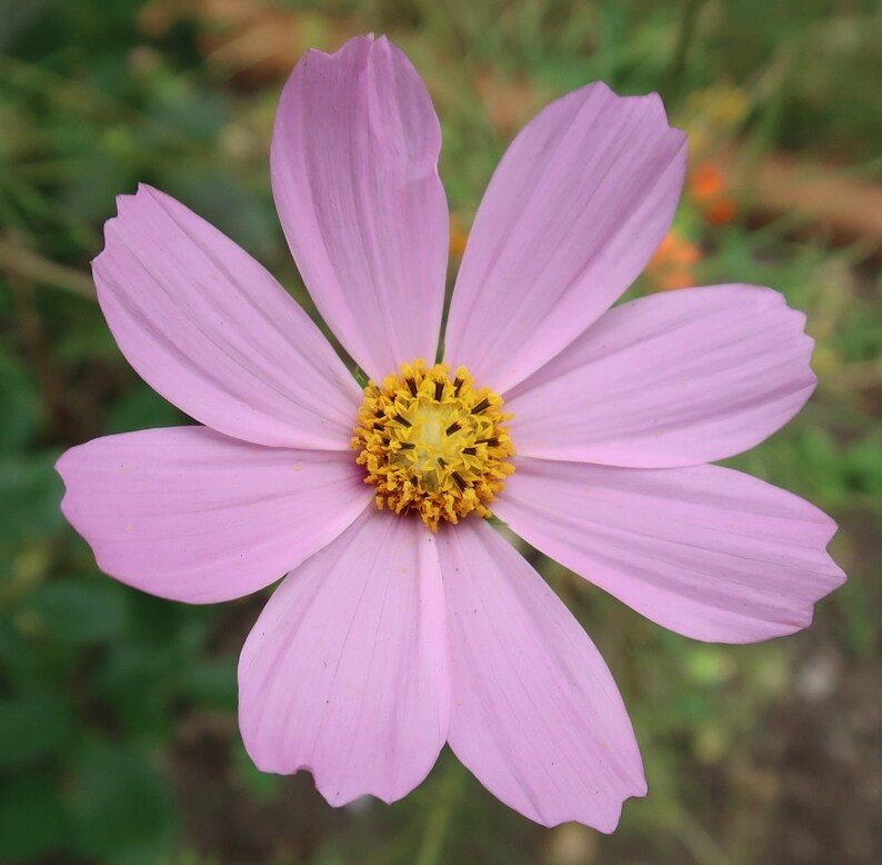 Cosmos Flowers