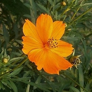Sulfur Cosmos