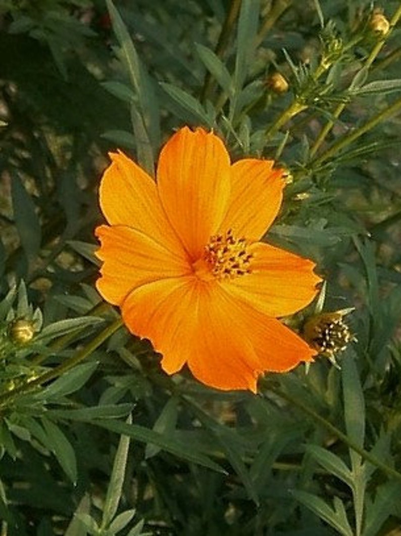 Sulfur Cosmos