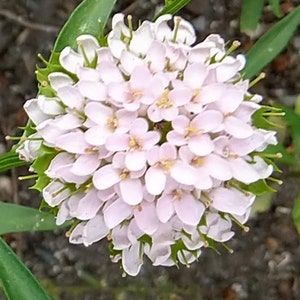 Candytuft Mix Iberis umbellata Flowers 100 seeds image 7