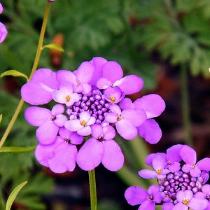 Candytuft Mix Iberis umbellata Flowers 100 seeds image 5