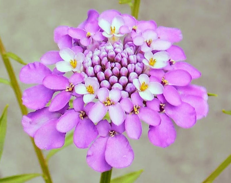 Candytuft, Iberis umbellata Flower