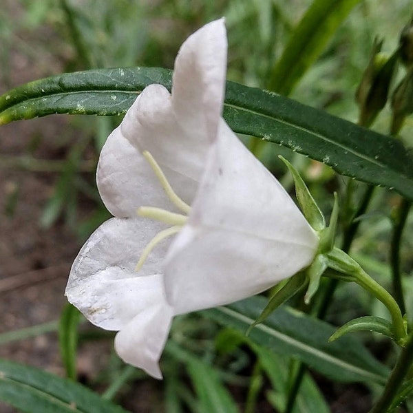 Campanula seeds, Bell Flower, Campanula persicifolia, Peach-leaved bell flower, 100+ Seeds