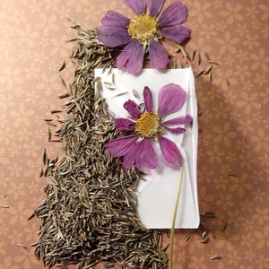 May include: A white envelope with two dried purple cosmos flowers and a pile of brown flower seeds.