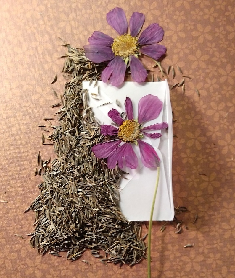 May include: A white envelope with two dried purple cosmos flowers and a pile of brown flower seeds.