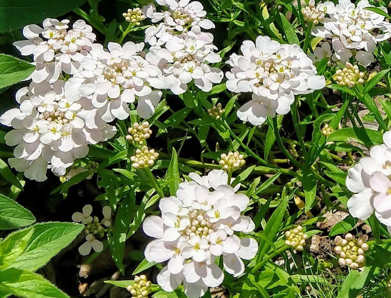 Candytuft Mix Iberis umbellata Flowers 100 seeds image 4