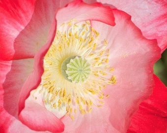 Shirley Poppy Single Mix, Corn Poppy, Papaver rhoeas 500+  Flower Seeds