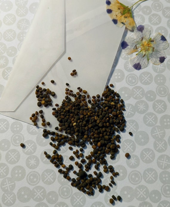 Five Spot Flower Seeds Nemophila Maculata 100 Seeds Etsy Finland