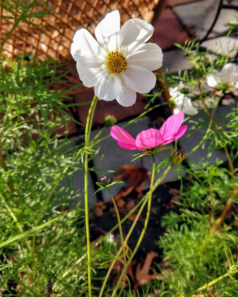 Cosmos Flower Mix, Cosmos bipinnatus, Cosmos sulphureus