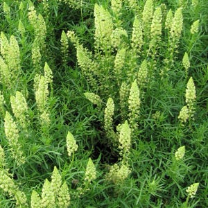 Sweet Mignonette, Reseda Odorata, Sweet Reseda, Egyptian Mignonette 100+ Seeds
