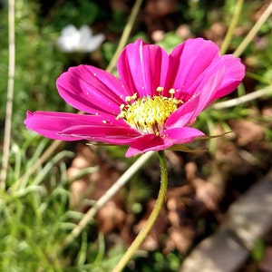 May include: A single pink cosmos flower with a yellow center. The flower is in focus and the background is blurred.