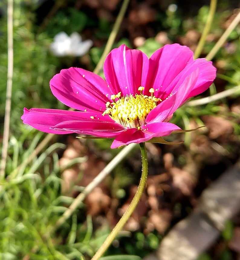 May include: A single pink cosmos flower with a yellow center. The flower is in focus and the background is blurred.