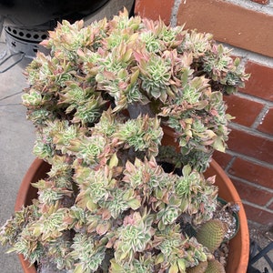 Crested Sunburst Aeonium Succulent 2"