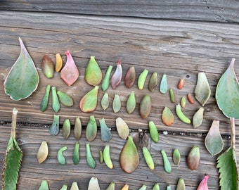 50+ Succulent Leaves for Propagation