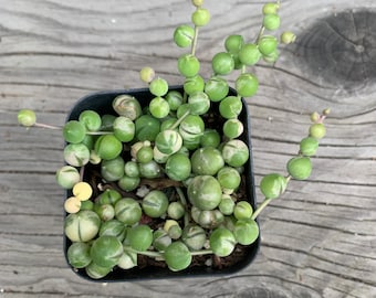 Variegated String of Pearls Succulent 2"
