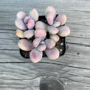 Pink Moonstone Succulent