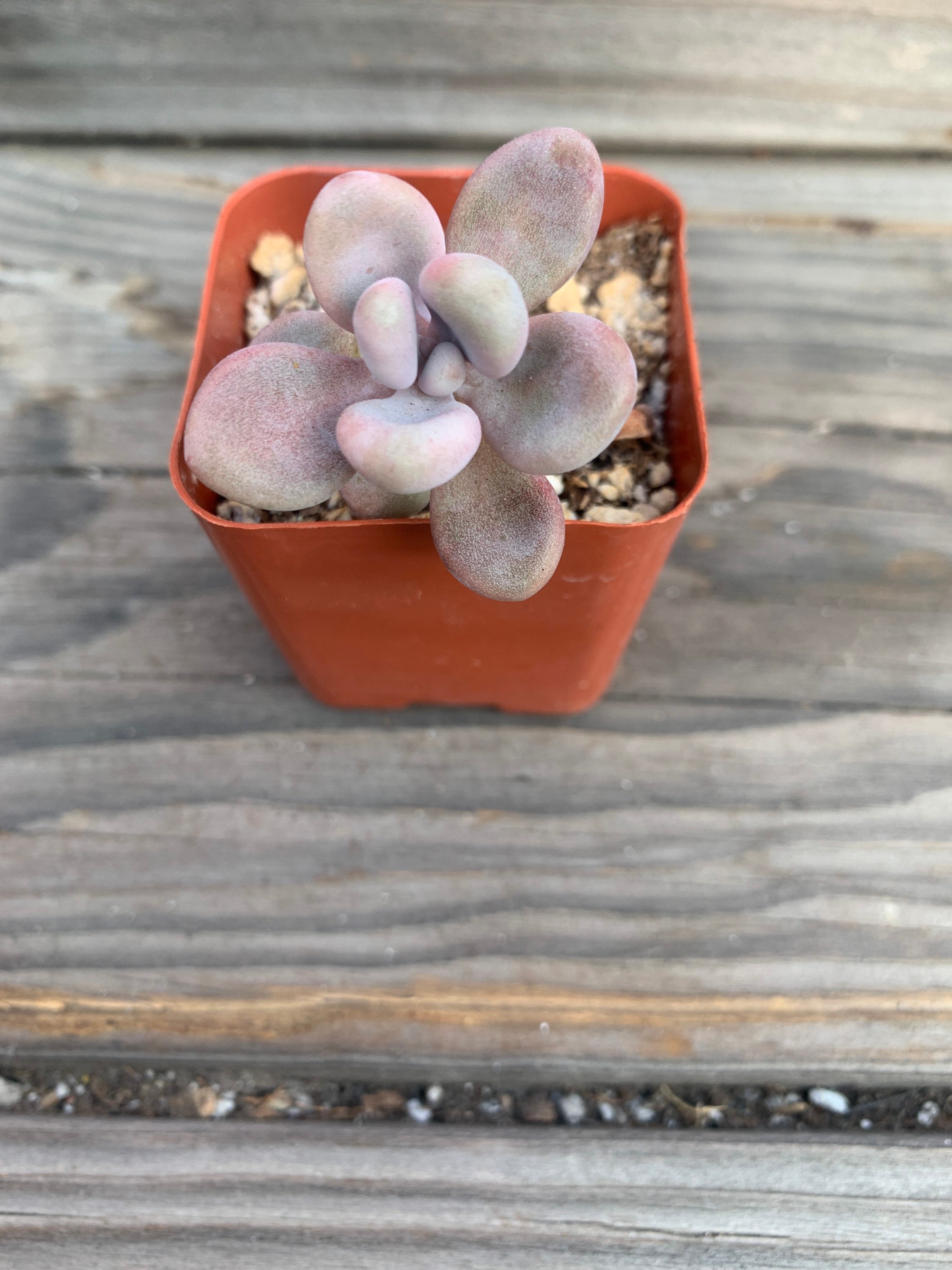Pink Moonstone Succulent Etsy