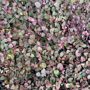 May include: A close-up of a tray of small, heart-shaped leaves with green and pink variegation. The leaves are densely packed together, creating a lush and vibrant texture.