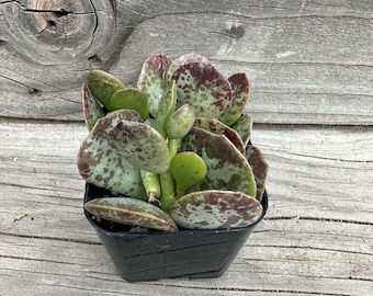 Adromischus Trigynus “Chocolate Drop” 2"