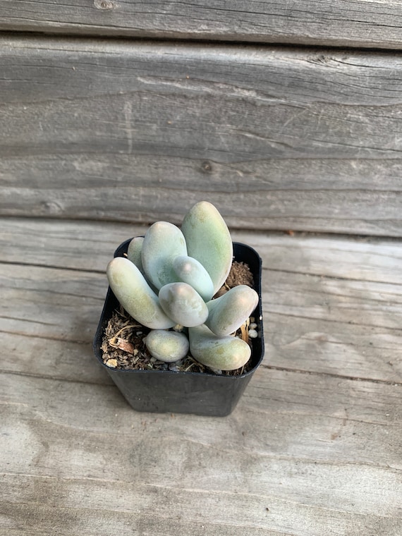 dog ate succulent Natural Life Dog Faux Succulent