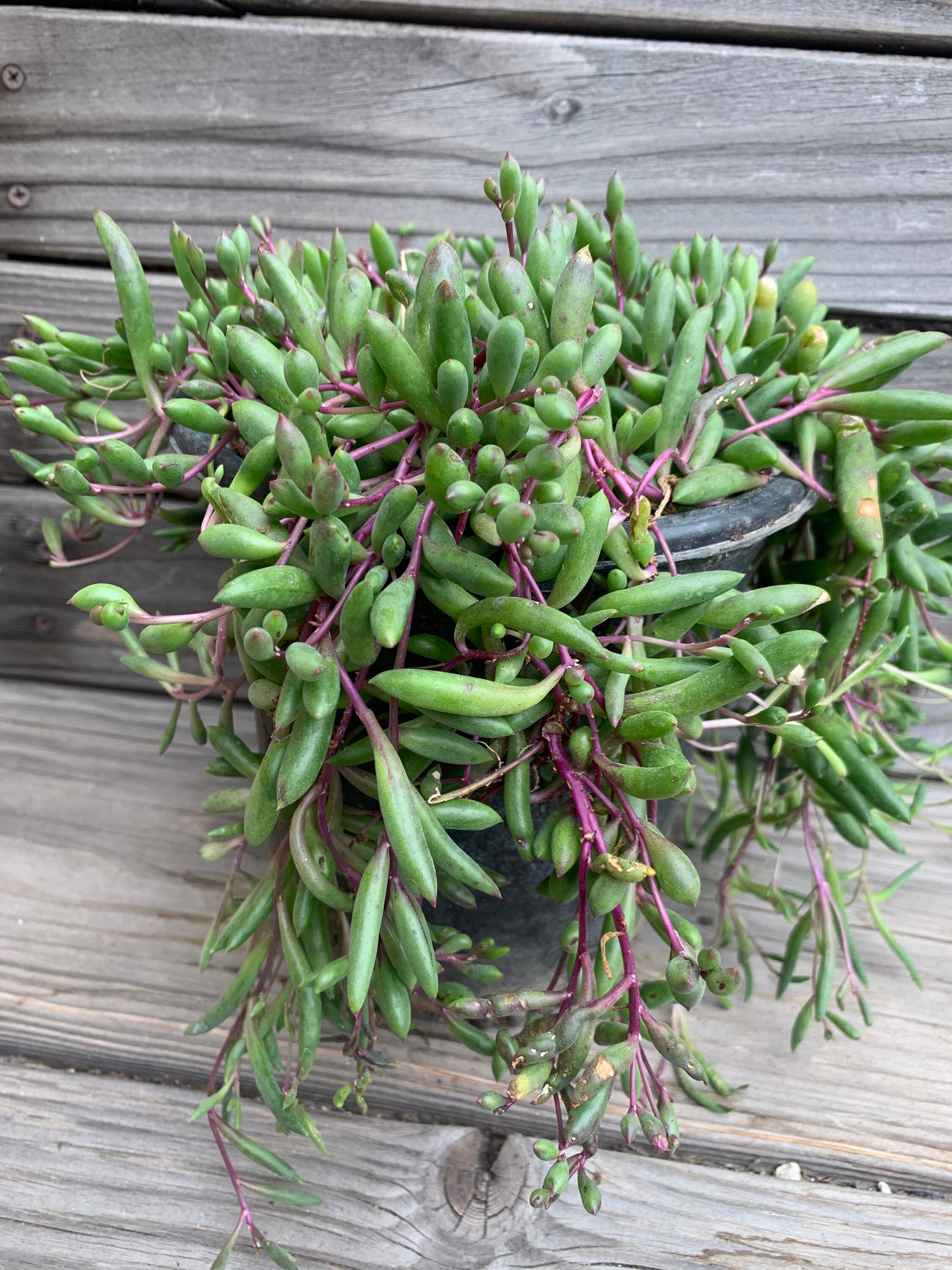 Ruby Necklace Succulent String of Rubies Cuttings Etsy