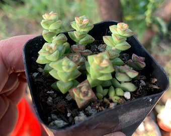 2" Crassula Tom Thumb Succulent