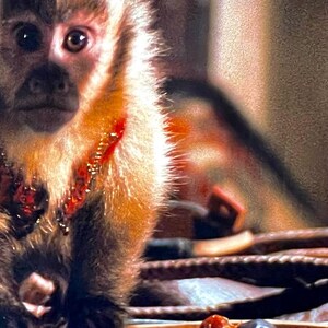 Puede incluir: Un peque&ntilde;o mono con pelaje marr&oacute;n y una mancha roja en el pecho est&aacute; sentado en una mesa con un vaso verde. El mono est&aacute; mirando directamente a la c&aacute;mara.