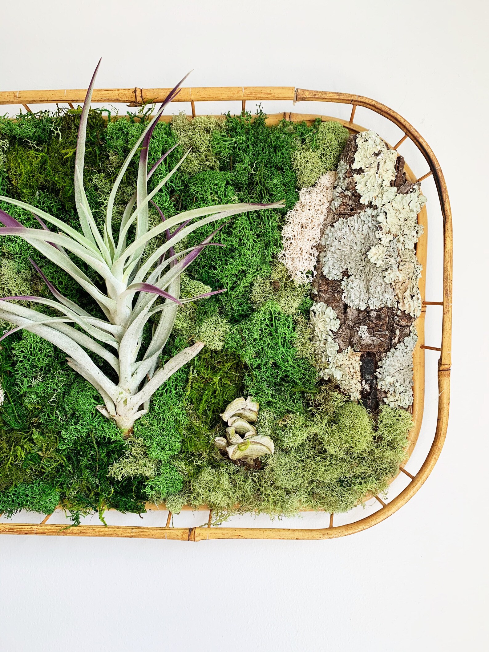 Moss Wall With Living Airplants Etsy