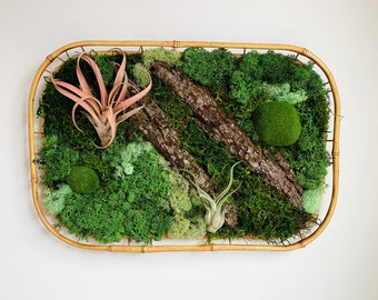 Moss Wall with Living Airplants