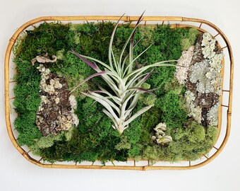 Moss Wall with Living Airplants