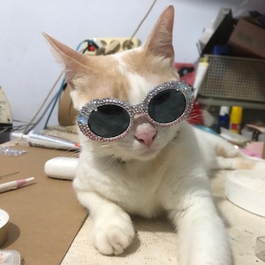 Dog clout goggles on sale