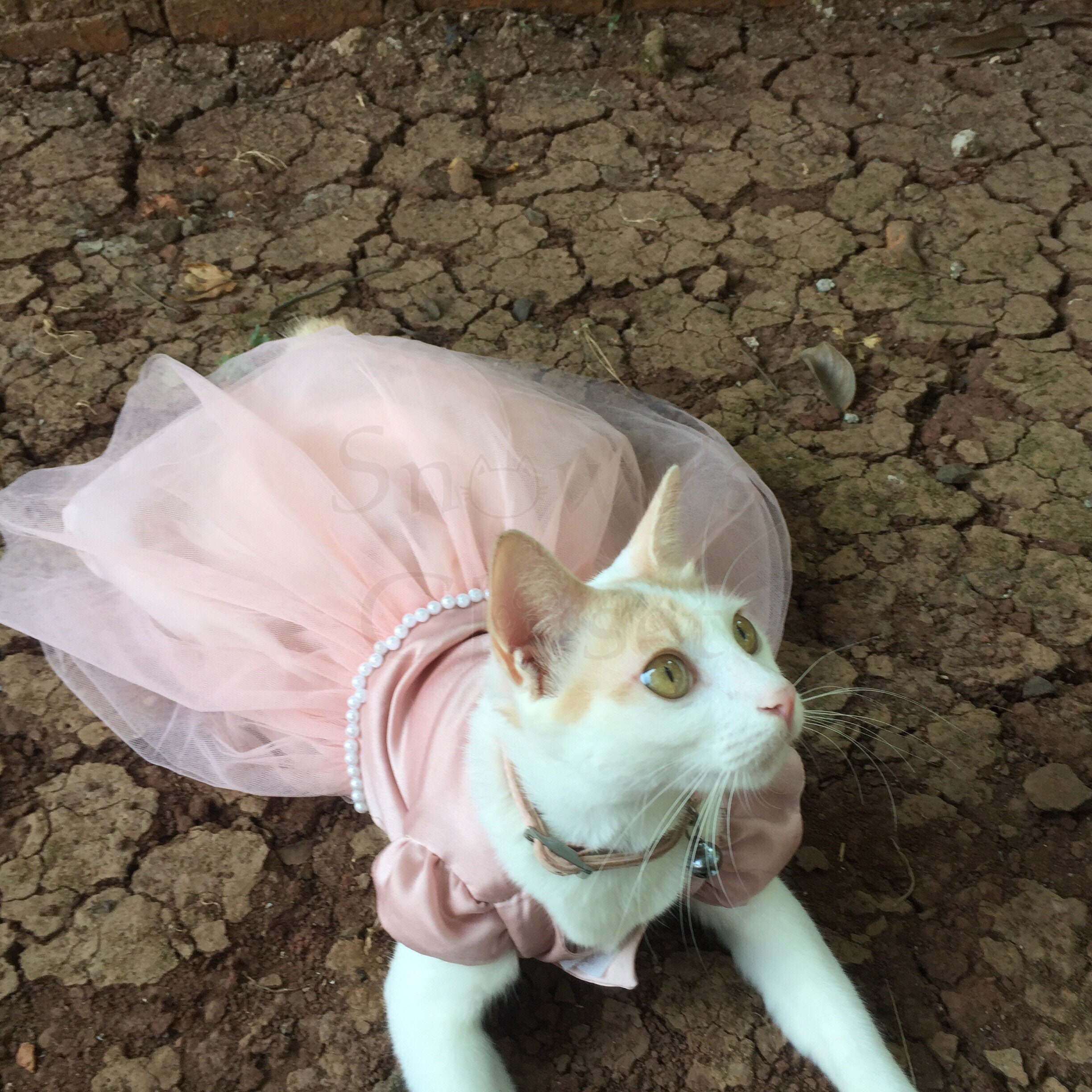 bridesmaid dresses for cats Elegant Cat Wedding Dress for Cat
