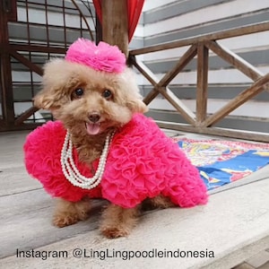 Sam Smith Pink Tulle dress. Gloria Fluffy dress. Quinceanera dress for pet dog cat.