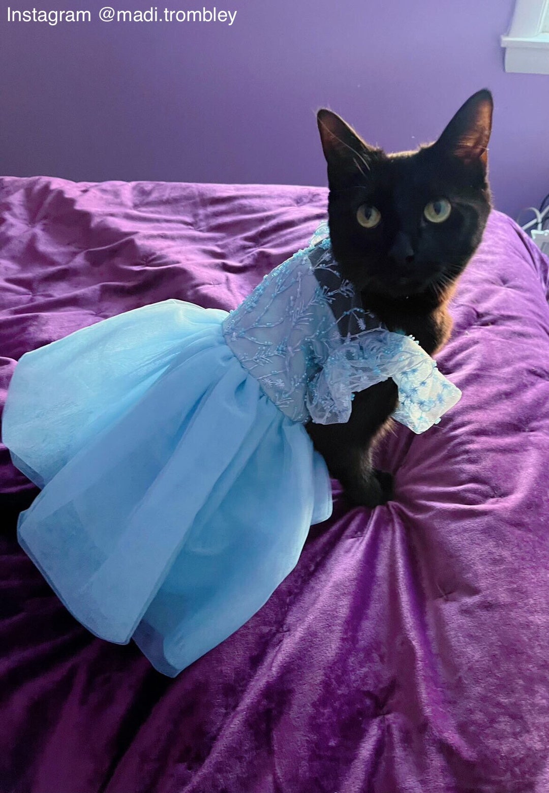 Dog Cat Bridesmaid Snow Princess Light Blue Dress Tutu Wedding With Beads  Brocade Cinderella