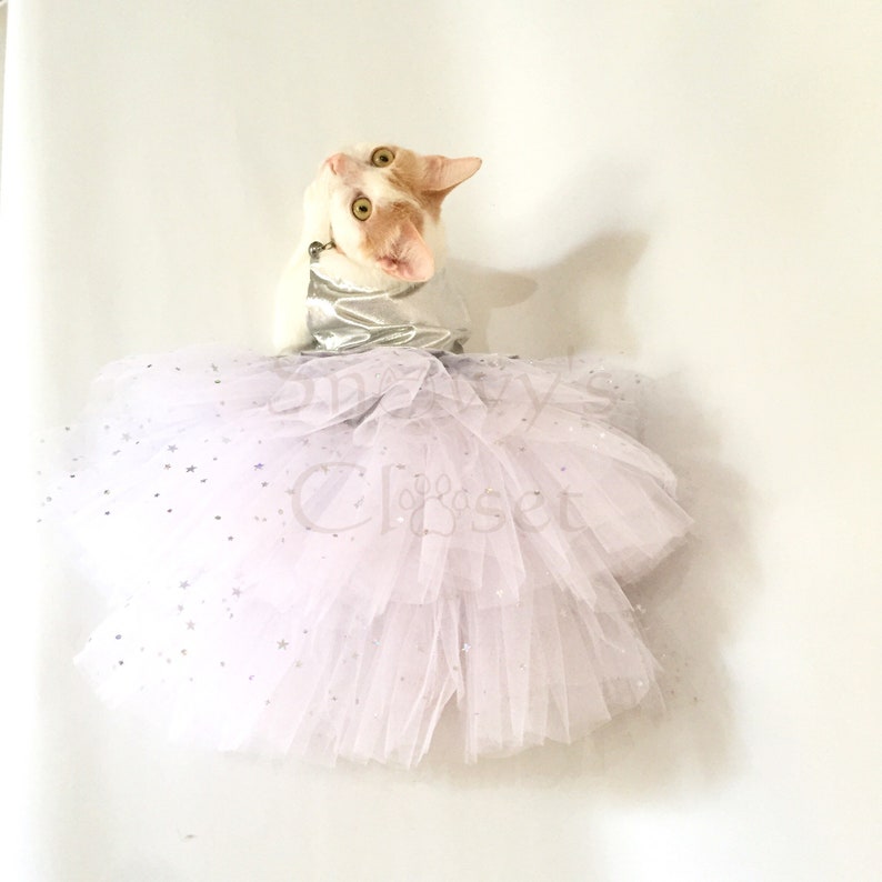 May include: A white cat wearing a silver and white tutu with silver stars. The cat is looking up and has its head tilted to the side.