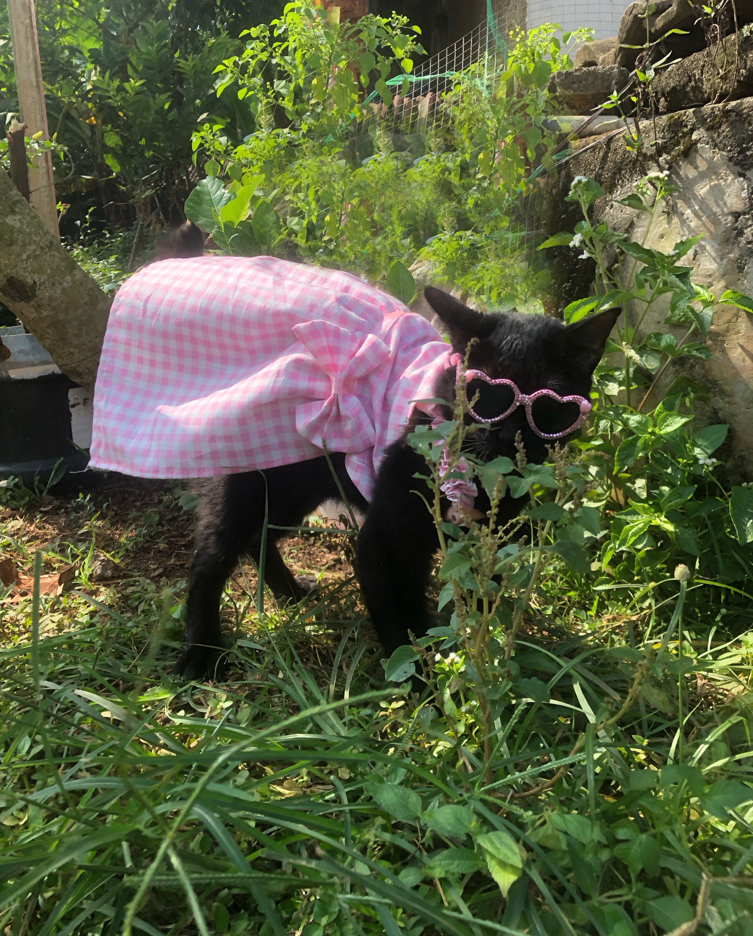 Pink Gingham Cotton Dress. Picnic Dress for Cat Dog. Margot Robbie