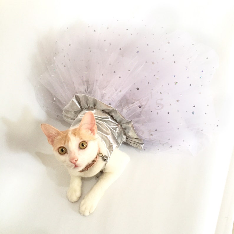 May include: A white and orange cat wearing a silver and lavender tulle tutu with silver stars. The cat is looking up at the camera.