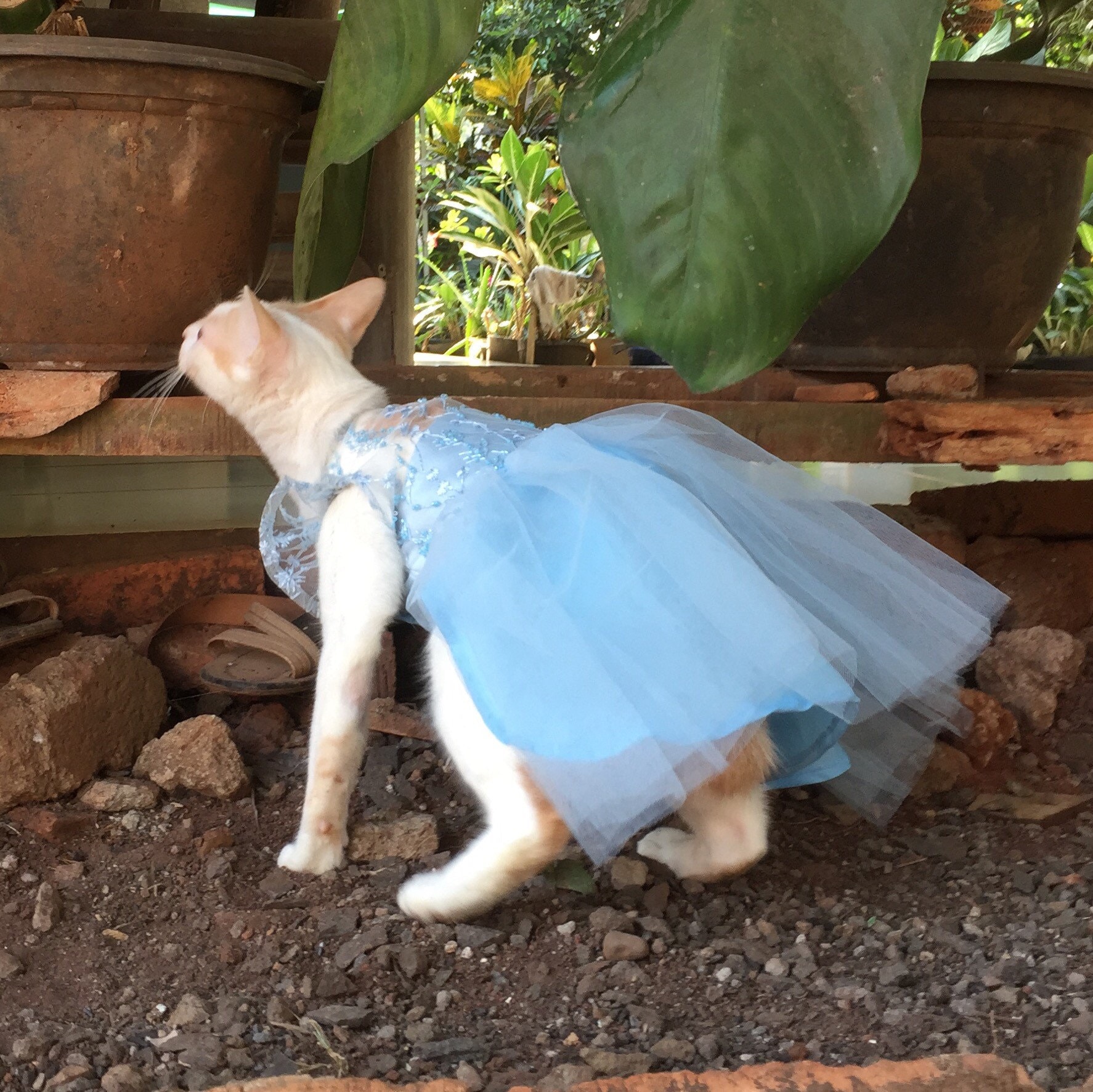 Blue cat dress hotsell