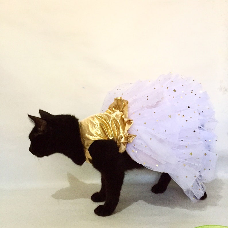 May include: A black cat wearing a white tulle tutu with gold glitter stars and a gold satin bodice.